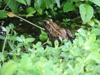 frog on a leaf