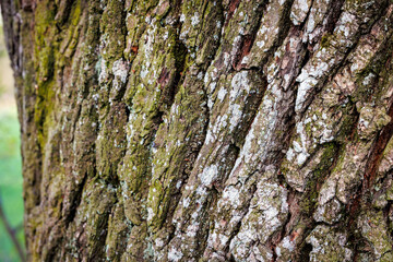 Close-up of weathered oak tree bark with green moss and white lichen, Poland