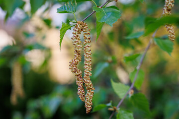 Close up of birch tree catkins and green leaves on a branch in spring in Poland