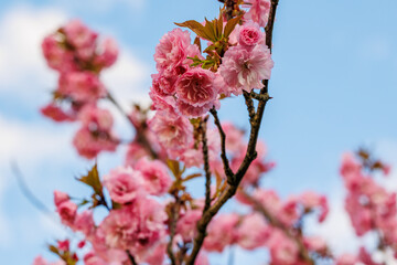 Pink cherry blossom flower in full bloom on a tree branch