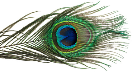 A close up view of a single peacock feather with vibrant colors on a black background in studio shot isolated on white background