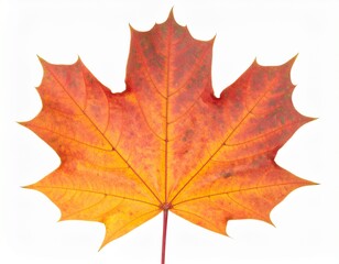 Fototapeta premium leaf