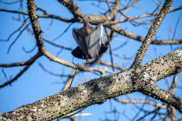 The white-winged dove (Patagioenas picazuro) is a columbid bird endemic to South America, found in Brazil, from the northeast to the south, in Paraguay, Uruguay, Bolivia and Argentina.