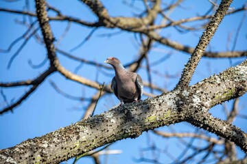 The white-winged dove (Patagioenas picazuro) is a columbid bird endemic to South America, found in Brazil, from the northeast to the south, in Paraguay, Uruguay, Bolivia and Argentina.