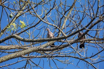 The white-winged dove (Patagioenas picazuro) is a columbid bird endemic to South America, found in Brazil, from the northeast to the south, in Paraguay, Uruguay, Bolivia and Argentina.