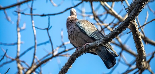 The white-winged dove (Patagioenas picazuro) is a columbid bird endemic to South America, found in Brazil, from the northeast to the south, in Paraguay, Uruguay, Bolivia and Argentina.