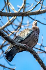 The white-winged dove (Patagioenas picazuro) is a columbid bird endemic to South America, found in Brazil, from the northeast to the south, in Paraguay, Uruguay, Bolivia and Argentina.
