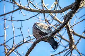 The white-winged dove (Patagioenas picazuro) is a columbid bird endemic to South America, found in Brazil, from the northeast to the south, in Paraguay, Uruguay, Bolivia and Argentina.