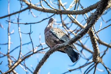 The white-winged dove (Patagioenas picazuro) is a columbid bird endemic to South America, found in Brazil, from the northeast to the south, in Paraguay, Uruguay, Bolivia and Argentina.