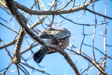 The white-winged dove (Patagioenas picazuro) is a columbid bird endemic to South America, found in Brazil, from the northeast to the south, in Paraguay, Uruguay, Bolivia and Argentina.
