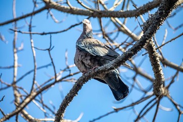 The white-winged dove (Patagioenas picazuro) is a columbid bird endemic to South America, found in Brazil, from the northeast to the south, in Paraguay, Uruguay, Bolivia and Argentina.