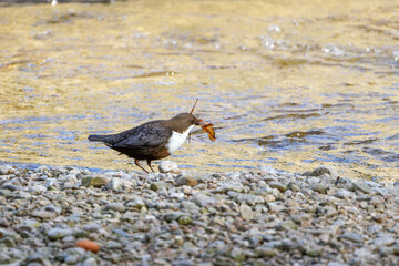Wasseramsel beim Sammeln von Nistmaterial