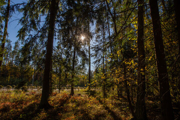 Evening sun in autumn spruce forest, golden light through coniferous trees