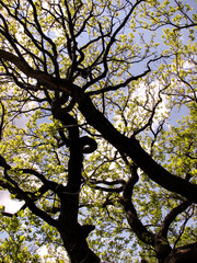 oak tree in spring