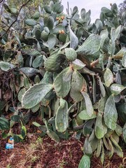 Detail of a large prickly pear plant (Opuntia ficus-indica), a succulent plant belonging to the Cactaceae family, native to Central America but naturalized throughout the Mediterranean basin.
