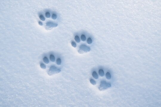 Paw prints left in fresh snow during a winter day in a serene, natural setting - Powered by Adobe