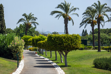 Idyllic garden view with trimmed bushes and palm trees. Turkey
