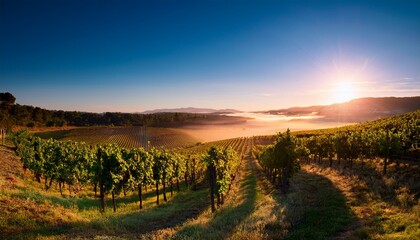 Obraz premium vineyard in the morning