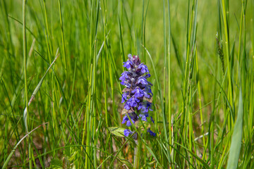 Bugleweed bush in spring field, blue flowering ground cover plant