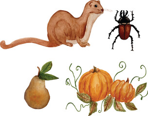 Watercolor ferret, beetle, pumpkin and pear, autumn season illustration