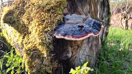 Tree fungi on beaver trees and felled trees