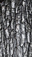 Fototapeta premium Close-up view of a weathered tree trunk, showcasing intricate patterns of dark gray and light gray bark.