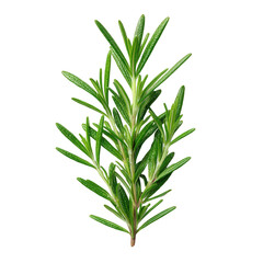 Fototapeta premium Fresh Green Rosemary Sprig on Black Background