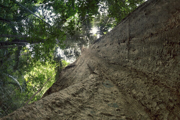 Bottom-up view to massive tall banyan body