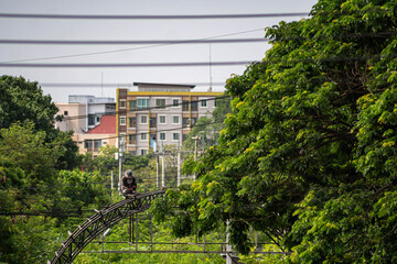 Urban Landscape with Greenery and Cables