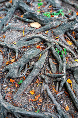 Nature's Intricate Root Systems on Soil