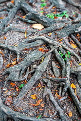 Intricate Tree Roots on Forest Ground