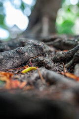 Close-up View of Tree Roots in Nature