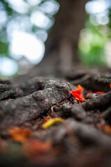 Detailed View of Tree Roots with Leaves