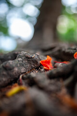 Close-Up of Tree Roots and Fallen Petals