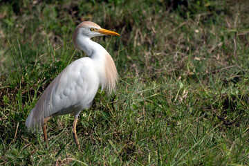 great white heron