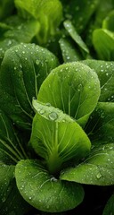 Dew-kissed green lettuce leaves, close-up