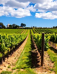 A sprawling vineyard stretches towards a partly cloudy sky, showcasing rows of vibrant green grapevines under a bright sunny day.