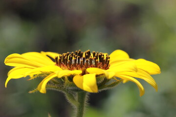 Flowers and life in my yard in the Qu'Appelle Valley.