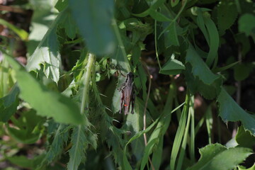 Flowers and life in my yard in the Qu'Appelle Valley.