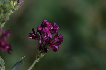 Flowers and life in my yard in the Qu'Appelle Valley.
