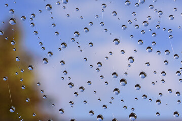 raindrops on the spider web