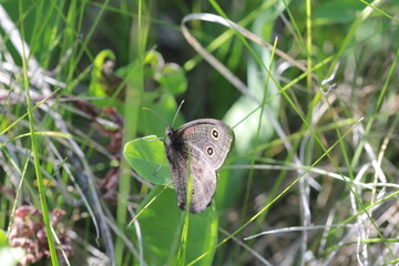 Flowers and life in my yard in the Qu'Appelle Valley.