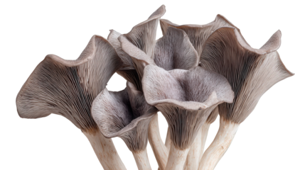 Close-Up of Grey and Brown Cup Fungi on Black Background