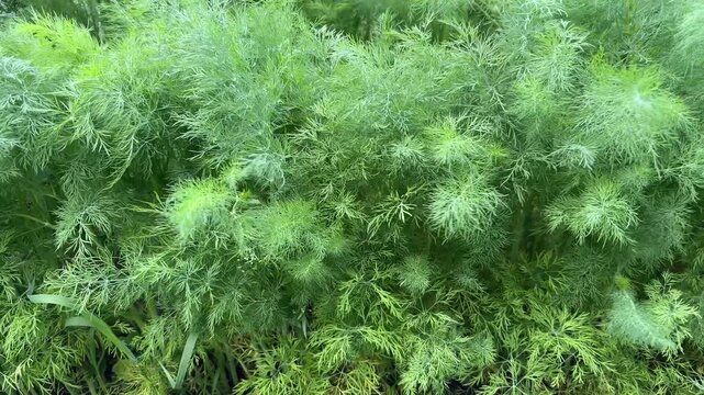 Rows of young dill plants growing on field close-up