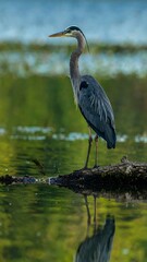 A grey heron stands patiently on a log, its reflection mirroring its elegant posture in the tranquil waters.