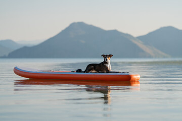 Playful tricolor pet sitting on paddle board in scenic mountain lake