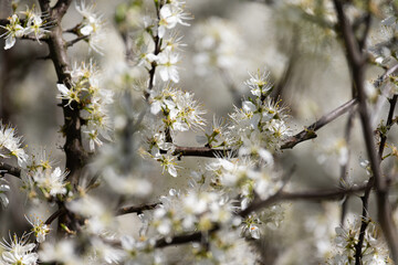 Blackthorn blossom on branches – sloe plum flowers in spring nature close-up