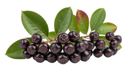 Aronia berries cluster on a branch with green leaves, displaying their dark purple color and star shaped patterns.
