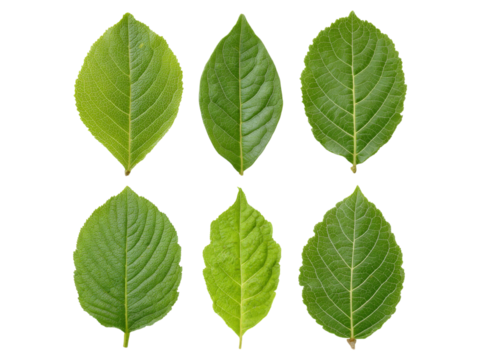 Six green leaves isolated on black background botanical illustration, Isolated On White Background, Png Transparent