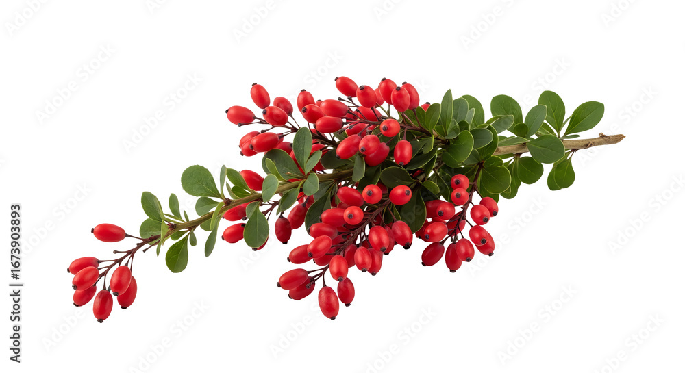 Poster berries and leaves are displayed on a branch against a . - high quality berries and leaves are displ